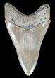 Serrated, Lower Megalodon Tooth #60482-2
